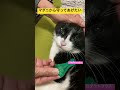 マダニのお薬 毎月しようね🐈‍⬛ ジェネリック😅 プロテクトプラス