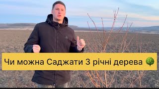 Чи варто саджати 3-річні дерева?