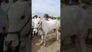 बेल्हे बैल बाजारातील सर्वांत सुंदर दोन दाती खोंड..