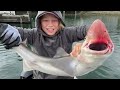 exploring false creek in downtown vancouver and catching sharks