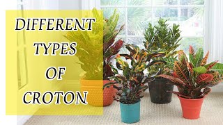 TYPES OF CROTONS || CROTON PLANT VARIETIES