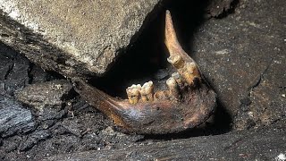 Exploring An Abandoned Crypt | Human Remains Found |