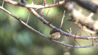 野鳥撮影・ ニシオジロビタキ　Red-breasted Flycatcher 　2/2