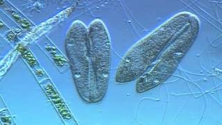 Paramecium conjugation