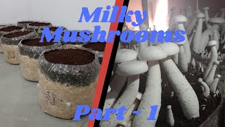 Complete Guide to Milky Mushroom Cultivation: From Spawn to Harvest-Part  1, Summer Season, Team GBS