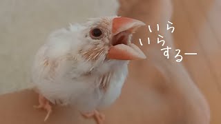 『換羽期の文鳥×更年期の飼主が不調対談』