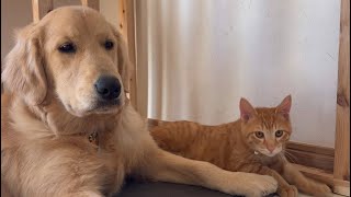 遊んで欲しいネコと優しい犬 #shorts #short #shortvideo