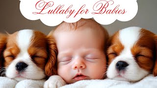 Cute Lullaby for Babies to go to Sleep | Music for Babies | Baby Lullaby songs go to sleep