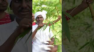 மருத்துவ குணம் வாய்ந்த மூங்கில் | டாக்டர். சாலை  மருதமலை முருகன்