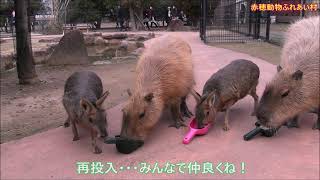 カピバラ  （赤穂動物ふれあい村篇）意表をついて燃料投下