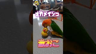 【激おこ】シロハラインコ🙂虎太郎🤠オカメインコ🙂くう\u0026ナップ🥺足裏に激おこ🔥 #bird #cute #funny #parrot #pet #animal #オカメインコ #シロハラインコ