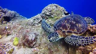 大海群組出團 | WA DIVING🐸小琉球潛水Scuba Diving