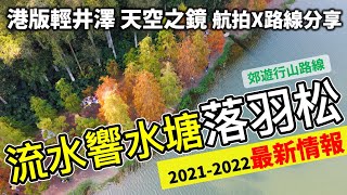 流水響水塘 落羽松 天空之鏡 4K｜最新情報 交通攻略 行山好去處｜本地遊 香港好去處 航拍 週末遊 跑山 山系旅行者 Travis｜郊遊行山路線