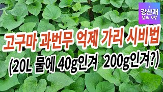 고구마 과번무 억제 가리 시비법 입니다