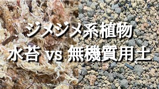 熱帯植物（ジメジメ系）の用土は水苔？無機質？ネイティブ的オススメの話し