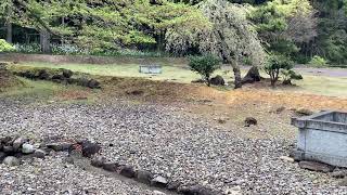 一乗谷朝倉氏遺跡復元街並みの景色