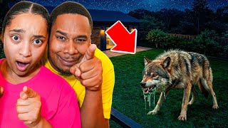 A Vicious WOLF Was in Our Backyard..