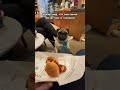 но мы не ведемся pug мопс собака мопсы pets смешно питомцы cute смешнаясобака животные