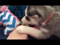 meet hadley the huntsville husky