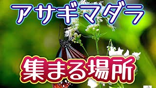 毒を持つチョウ！？旅するアサギマダラの謎がヤバすぎる！