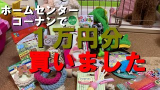 【１万円分】ペット用品買ってみた★購入品紹介★