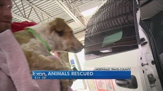 79 animals rescued from Travis Co. home