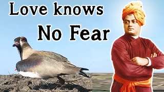 Bird Protecting Eggs from Tractor - Love Conquers All Fear || Swami Vivekananda on True Divine Love