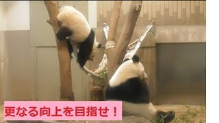 18/8/30シャンシャンはワザの修練中！今日も頑張って磨いてお客さんに喜んでもらいます！