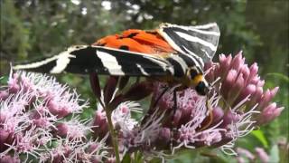 Callimorpha - Butterfly - Scarlet Tiger Moth