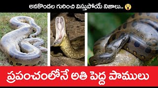 ప్రపంచంలోనే టాప్ 10 పాములు || The bigest snakes || Telugu wonder