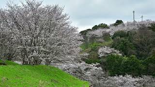 清見台第四緑地　桜道