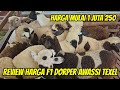 Review Harga Domba Dorper F1, Awassi F1, Merino, Texel mulai 1 Juta 250 di Kurawa farm kediri