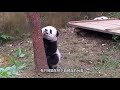 两只熊猫一起爬树，接下来大家忍住不要笑，网友：差距太大了！two pandas climb the tree together.