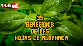 35 Beneficios de las Hojas de Albahaca