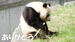 まったり可愛いタンタン♥ タケノコをもらえたタンタン♪ タンタン4K #2020年6月4日 #王子動物園