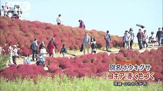 赤く色付いたコキアが見頃　茨城「ひたち海浜公園」(16/10/17)