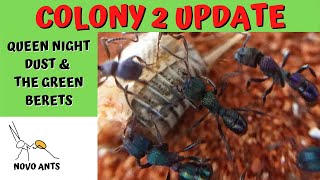 Ant Colony 2 Update - Green headed ants - Rhytidoponera metallica - Ant keeping - Novo Ants