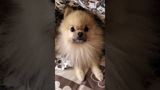 こたつ犬の顔うけるｗｗ【ポメラニアンの日常】#shorts  #pomeranian