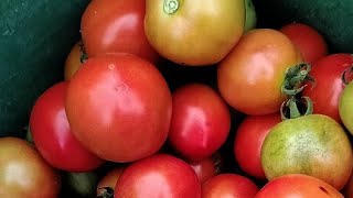 Ma పొలం లో తమటో మొదటి కోత #tomato #farming #Farmer #agriculture #myvillage