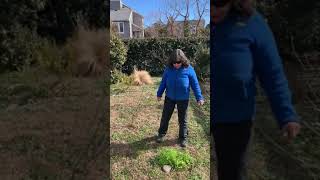 Harvesting Cleavers on the Outer Banks of North Carolina - Foraging with Vickie Shufer