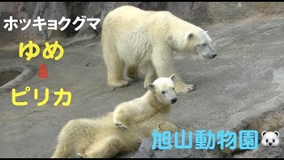 旭山動物園　ホッキョクグマ親子　ゆめちゃんとピリカママです。