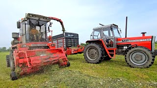 Massey Ferguson 5170 Mammut Power Grassilage mit MF 1134 \u0026 MF 284 S und 2 x Mengele Ladewagen!