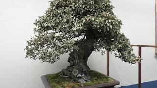 Elaeagnus pungens(Silverthorn) Bonsai  寒グミ 盆栽：The 8th World Bonsai Convention, SAITAMA CITY