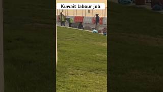 Kuwait Labour Job #shorts #kuwaitjobvacancy2023 #youtubeshorts #shortsfeed #kuwaitvisa