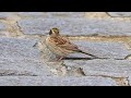 yellow throated bunting 黃喉鵐