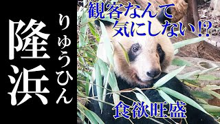 観客が多くても気にしない？ モリモリ食べる隆浜さん　成都のぱんだ#156