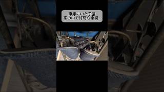 車庫にいた子猫家の中で好奇心全開...#猫 #保護猫 #野良猫  #猫動画 #猫のいる暮らし  #cat #rescuedcat