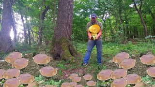 Les champignons géants continuent de pousser ! Champignons 2024 Les meilleurs champignons géants