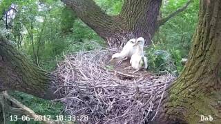 2017/06/13 18h32m Poland Lodz~Goshawk attacked the Storklets~