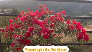 Saron vawi-3 parna tur atan ka cut leh e #bougainvillea #flowers #gardening